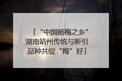 “中国杨梅之乡”湖南靖州传统与新引品种共绽“梅”好