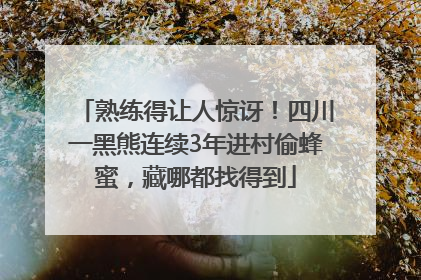 熟练得让人惊讶！四川一黑熊连续3年进村偷蜂蜜，藏哪都找得到