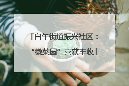 白午街道振兴社区：“微菜园”喜获丰收