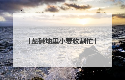 盐碱地里小麦收割忙