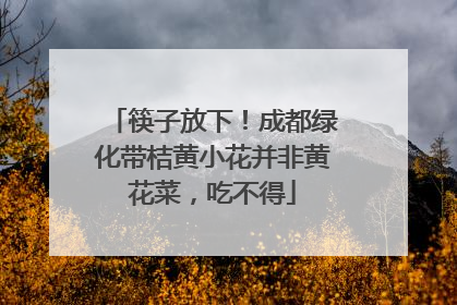 筷子放下！成都绿化带桔黄小花并非黄花菜，吃不得