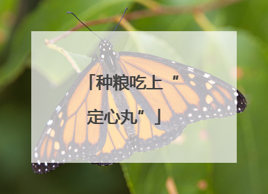 种粮吃上“定心丸”