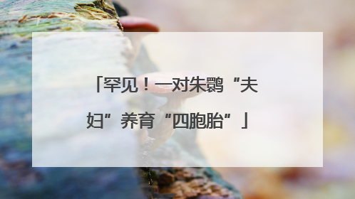 罕见！一对朱鹮“夫妇”养育“四胞胎”