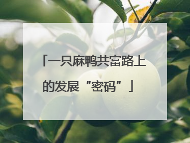 一只麻鸭共富路上的发展“密码”
