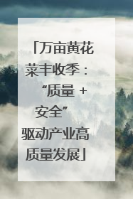 万亩黄花菜丰收季：“质量 + 安全” 驱动产业高质量发展