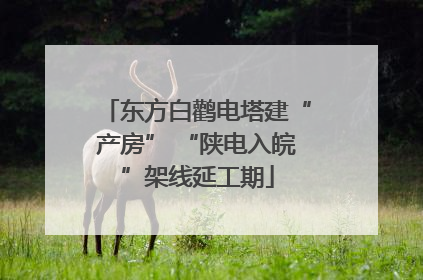 东方白鹳电塔建“产房” “陕电入皖”架线延工期