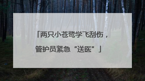 两只小苍鹭学飞刮伤，管护员紧急“送医”