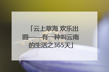 云上草海 欢乐出圈——有一种叫云南的生活之365天