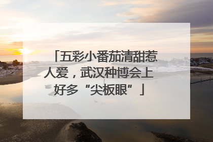 五彩小番茄清甜惹人爱，武汉种博会上好多“尖板眼”