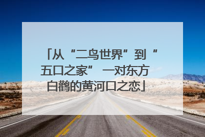 从“二鸟世界”到“五口之家” 一对东方白鹳的黄河口之恋