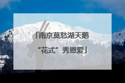 南京莫愁湖天鹅“花式”秀恩爱