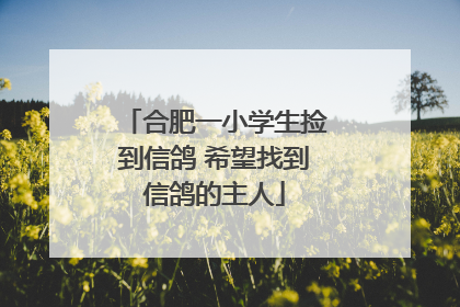 合肥一小学生捡到信鸽 希望找到信鸽的主人