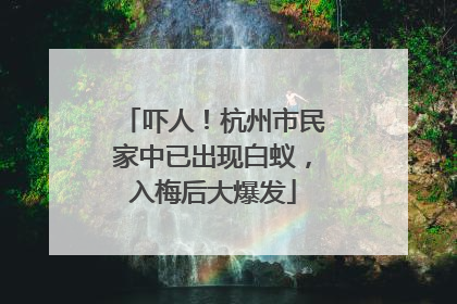 吓人！杭州市民家中已出现白蚁，入梅后大爆发