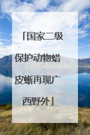国家二级保护动物蜡皮蜥再现广西野外