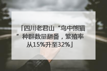 四川老君山“鸟中熊猫”种群数量翻番，繁殖率从15%升至32%