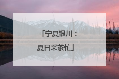 宁夏银川：夏日采茶忙