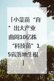 小菜苗“育”出大产业 曲周10亿株“科技苗”15省落地生根