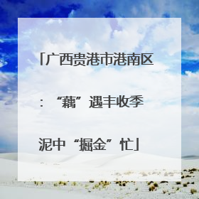 广西贵港市港南区：“藕”遇丰收季 泥中“掘金”忙