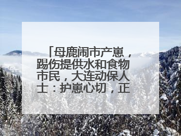 母鹿闹市产崽，踢伤提供水和食物市民，大连动保人士：护崽心切，正在想法送回山里