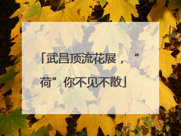武昌顶流花展，“荷”你不见不散