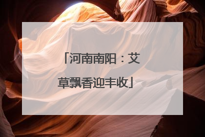 河南南阳：艾草飘香迎丰收