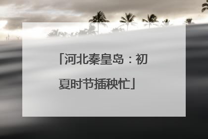 河北秦皇岛：初夏时节插秧忙