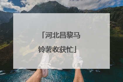 河北昌黎马铃薯收获忙