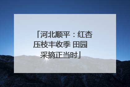 河北顺平：红杏压枝丰收季 田园采摘正当时