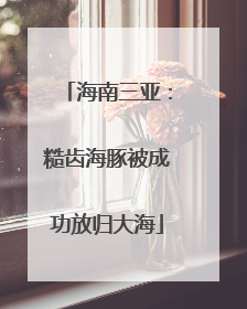 海南三亚：糙齿海豚被成功放归大海