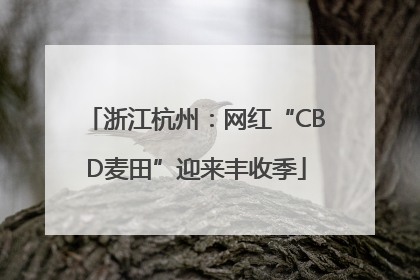 浙江杭州：网红“CBD麦田”迎来丰收季