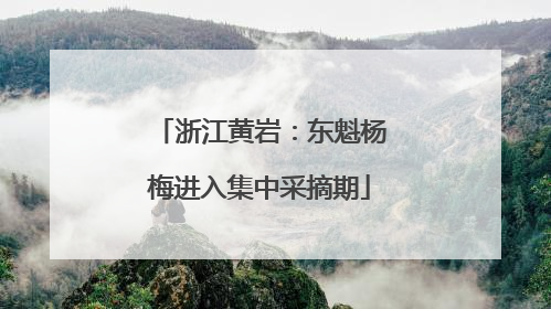浙江黄岩：东魁杨梅进入集中采摘期