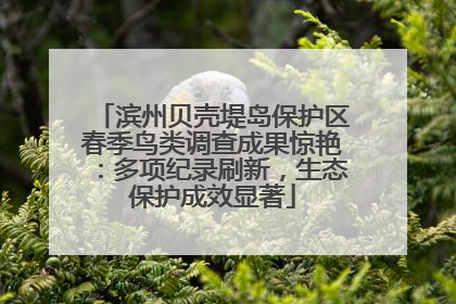 滨州贝壳堤岛保护区春季鸟类调查成果惊艳：多项纪录刷新，生态保护成效显著