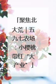 聚焦北大荒｜五九七农场：小樱桃带红“大产业”
