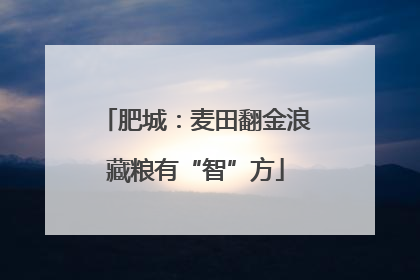 肥城：麦田翻金浪藏粮有“智”方