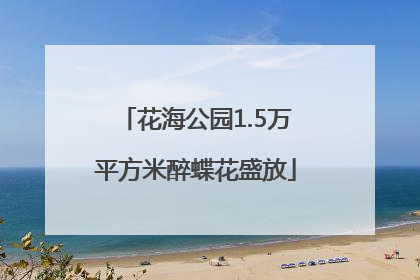 花海公园1.5万平方米醉蝶花盛放