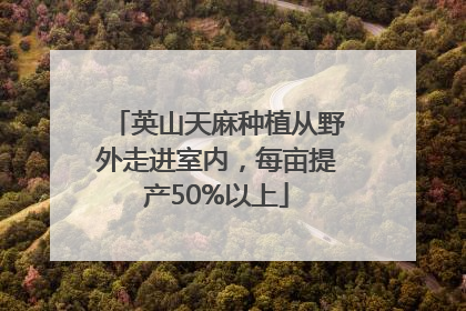 英山天麻种植从野外走进室内，每亩提产50%以上