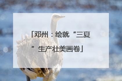 邓州：绘就“三夏”生产壮美画卷