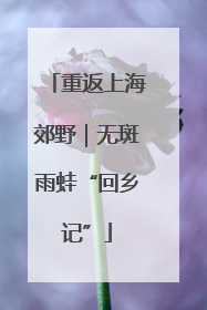 重返上海郊野｜无斑雨蛙“回乡记”