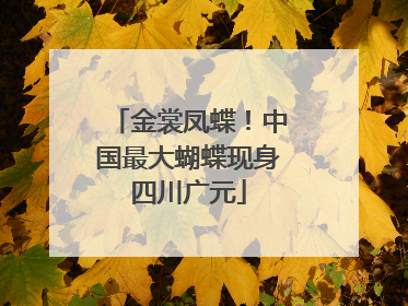 金裳凤蝶！中国最大蝴蝶现身四川广元
