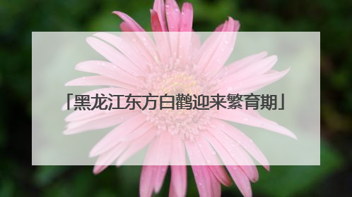 黑龙江东方白鹳迎来繁育期